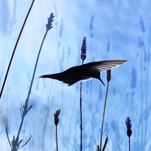 A Humming Heart - Image 4